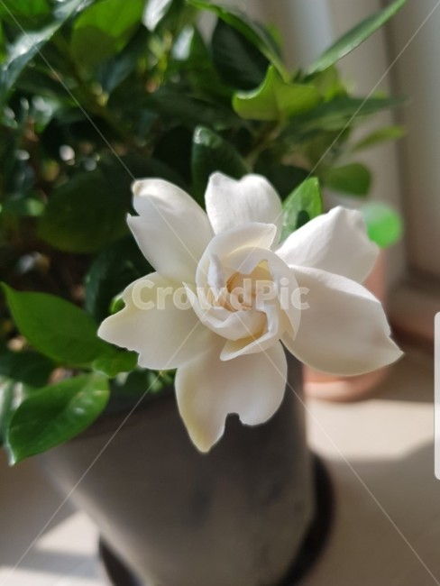 식물,flower,꽃,치자꽃,하얀꽃,꽃,flower