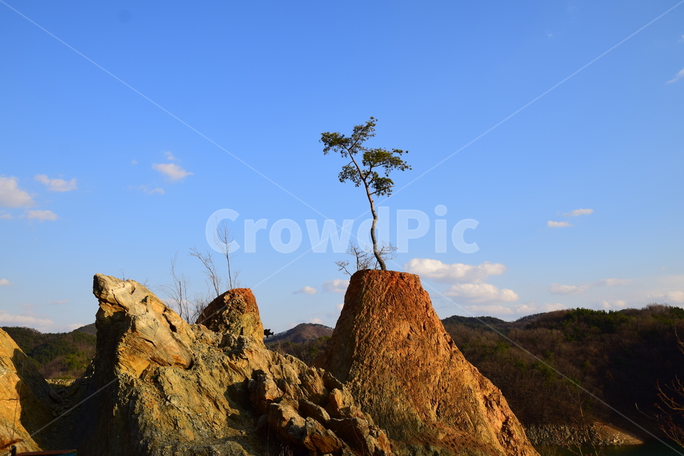 소나무,푸른하늘,파란하늘,구름,나무,pine,bluesky,sky,clouds,tree