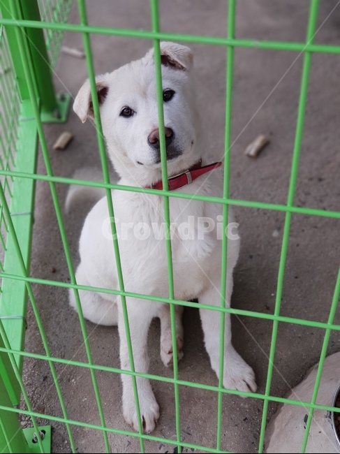 개,강아지,dog,animal,puppy,동물,animal,포유류,mammal,개,강아지,dog,doggy