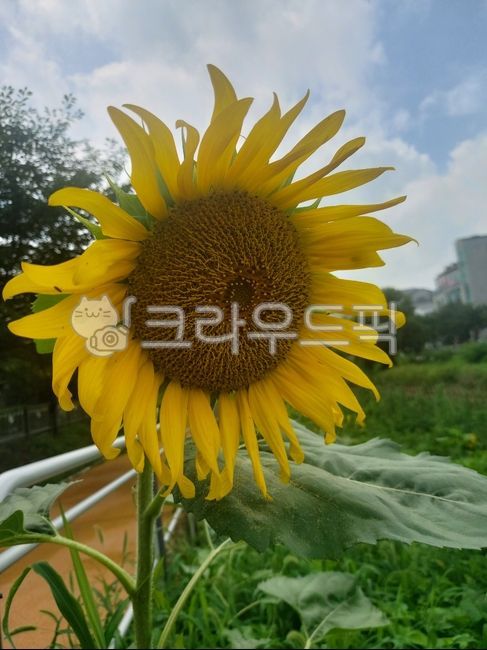 해바라기,꽃,노란꽃,해바라기꽃,sunflower,flower
