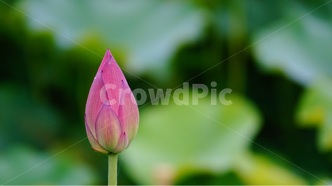 연꽃,꽃,꽃사진,식물,자연,식물,자연,plants,nature,꽃,flower