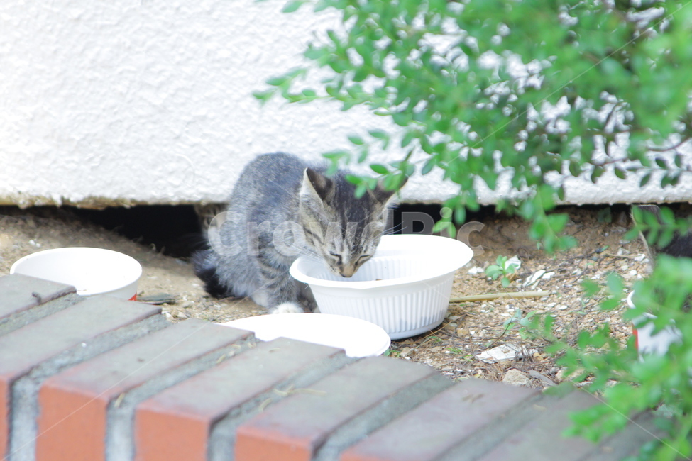 고양이,길고양이,아기고양이,경계,밥먹는고양이,동물,동물,animal,포유류,mammal,고양이,cat,kitten,kitty