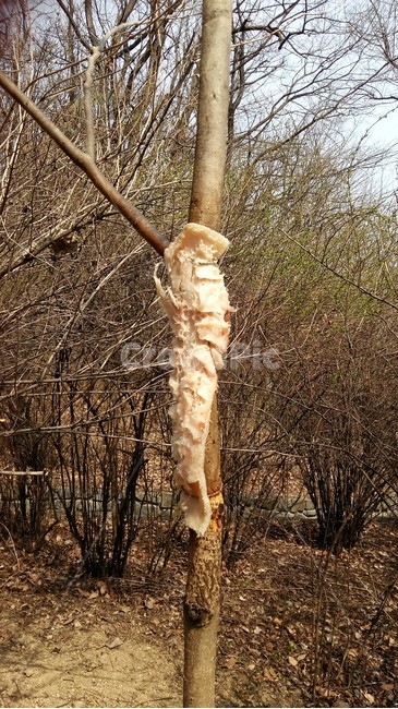 새먹이,새,새모이,돼지비계,산새