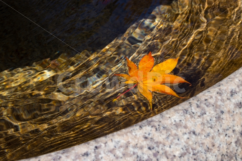 낙엽,단풍,물,돌,그림자,가을,계절,fall,autumn,season,leaf,잎,plant,식물,tree,나무
