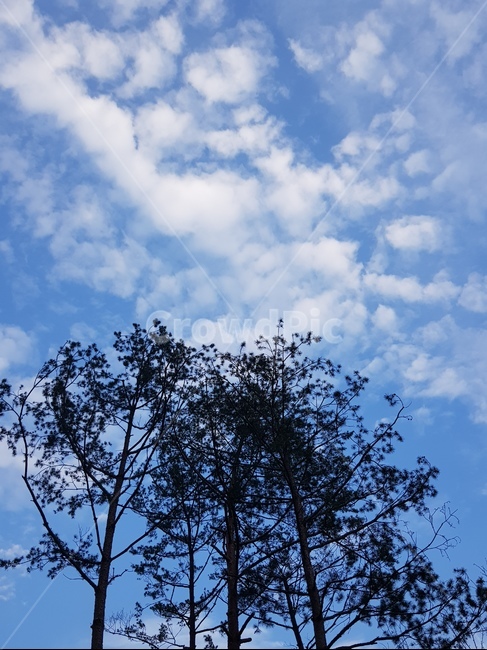 구름,하늘,파란하늘,뭉게구름,하얀구름,소나무,나무,cloud,sky,tree,곧게뻗은,솔잎,조경