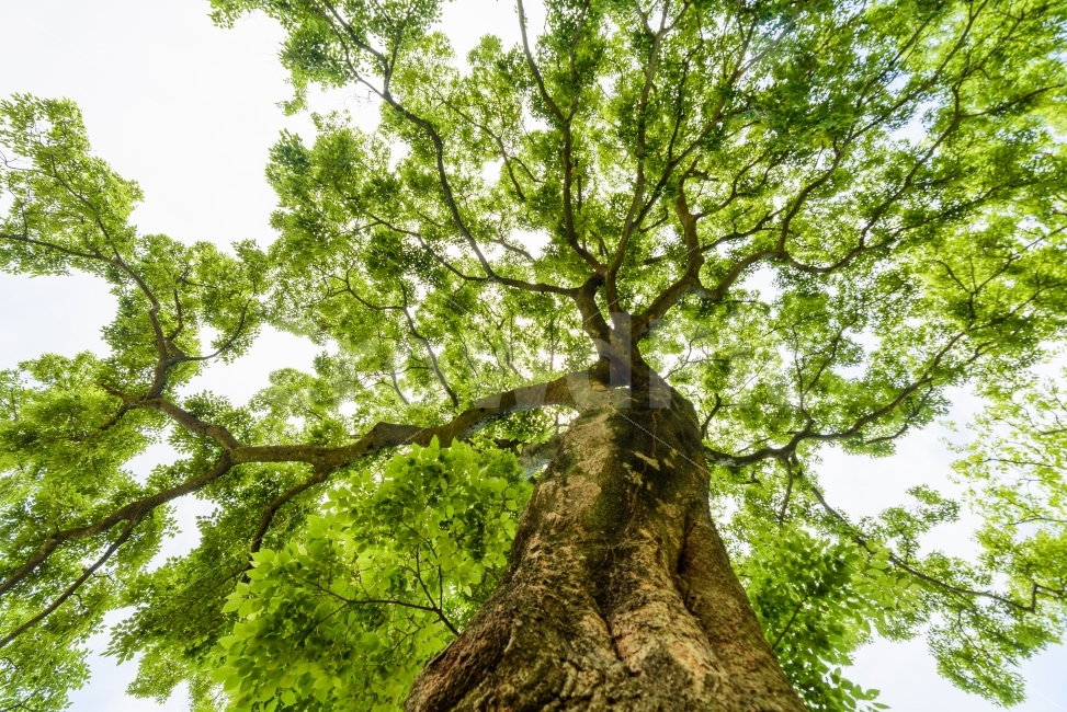 나무,초록색,여름,큰나무,꿈,성장,느티나무,푸르름,숲,자연,tree,green,summer,bigtree,dream,forest,nature,식물,자연,plants,nature,여름,계절,summer,season,plant,tree trunk,나무 줄기