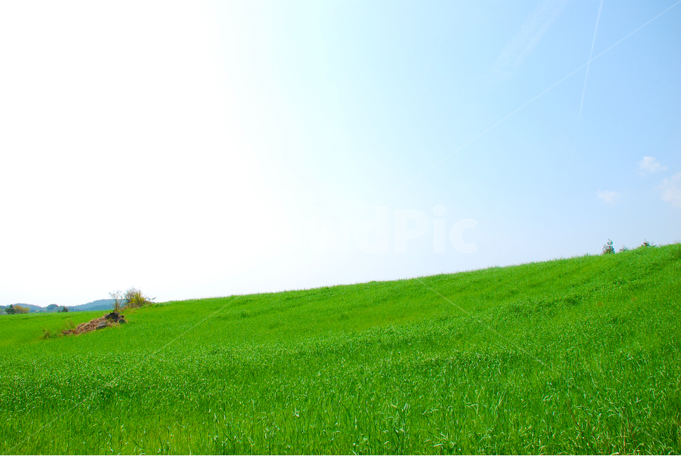 제주도,풍경,초록,풀밭,들,자연,풍경,nature,landscape,grassland,목초지,field,outdoors,옥외,grass,잔디,plant,식물