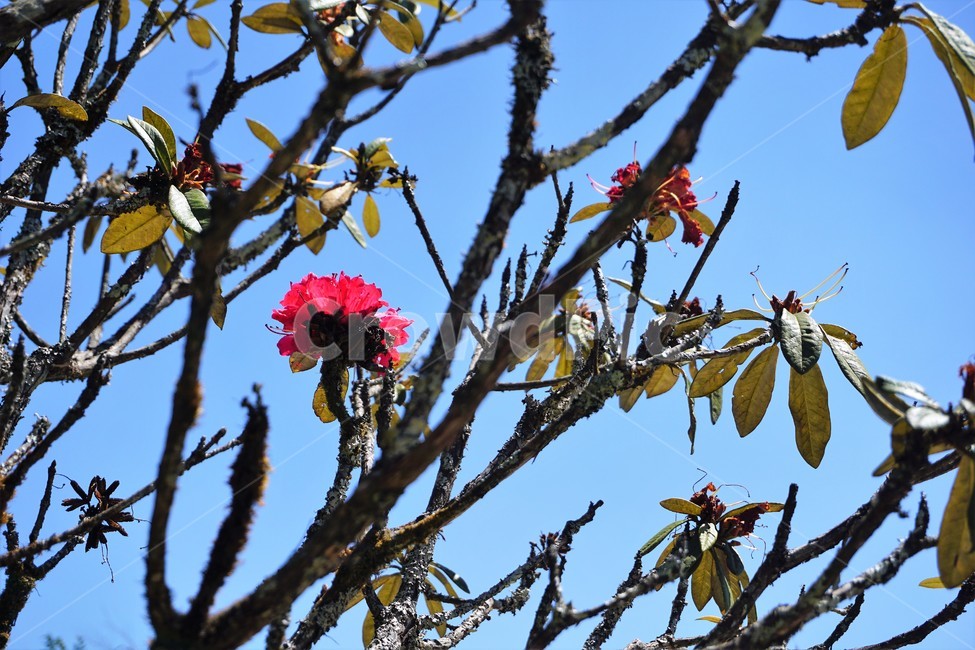 꽃,flower,자연,봄,spring,따스함,식물,자연,plants,nature,꽃,flower