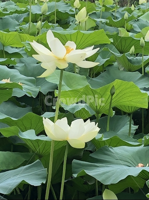 꽃,궁남지,연꽃,연꽃축제,식물