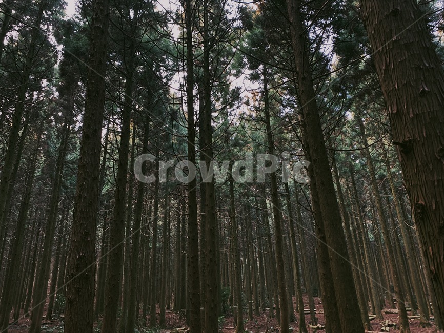 사려니숲길,제주도,나무,숲,tree