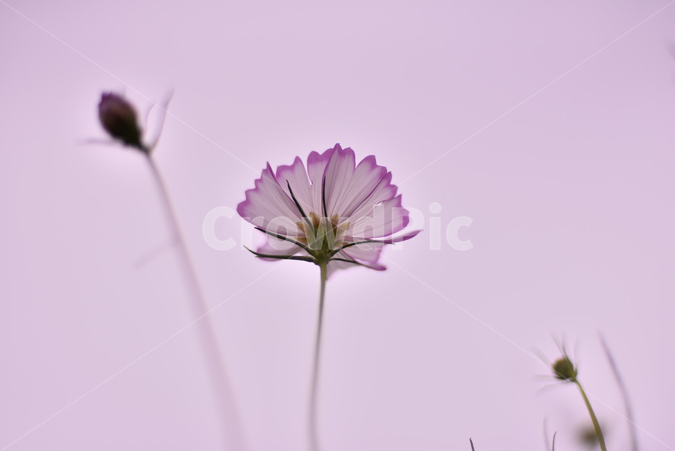 코스모스,꽃,플라워,식물,flower,가을,계절,fall,autumn,season,식물,자연,plants,nature,꽃,flower,plant