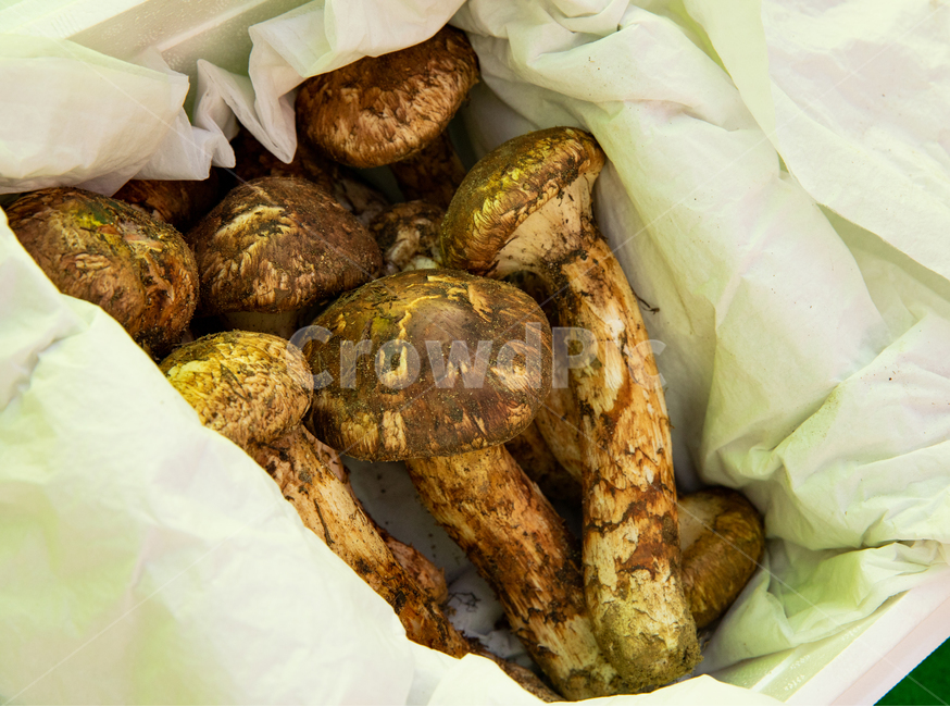 송이,송이버섯,자연산,송이축제,버섯,버섯,mushroom