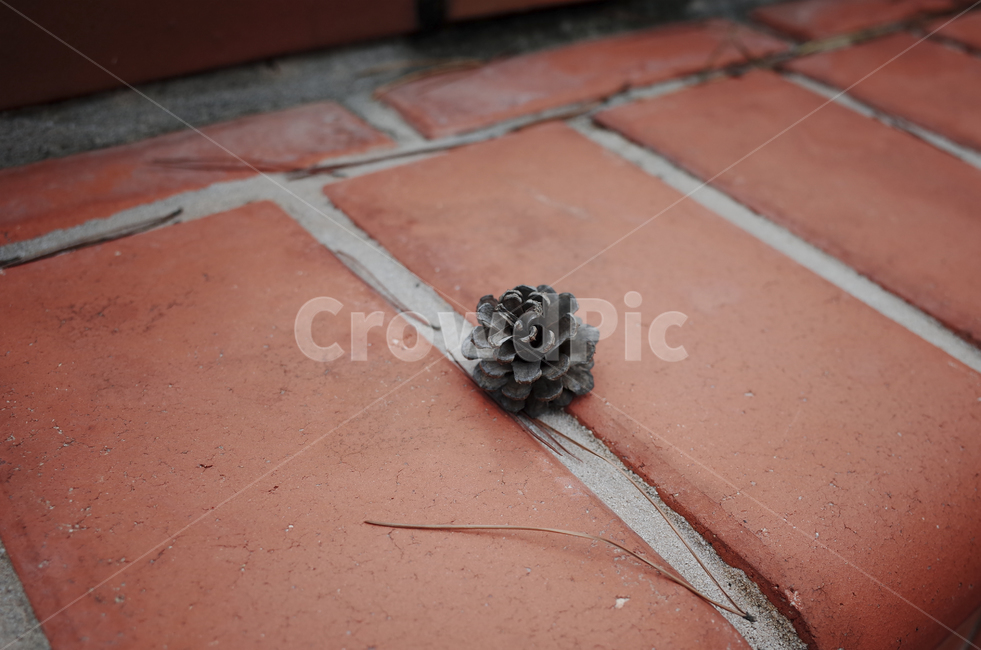 솔방울,벽돌,바닥,솔잎,brick,corn
