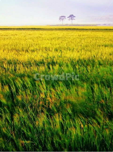 보리,봄,바람,들녘,평사리,자연,풍경,nature,landscape,field,들