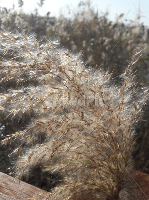 억새풀,reed,갈대,silvergrass,plant,식물,억새,가을,가을,계절,fall,autumn,season,식물,자연,plants,nature
