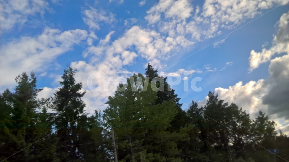tree,나무,plant,식물,전나무,fir,cloud,sky,구름,하늘