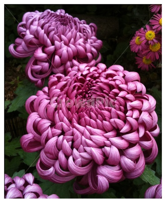 식물,꽃,국화,자연,flower,식물,자연,plants,nature,꽃,flower