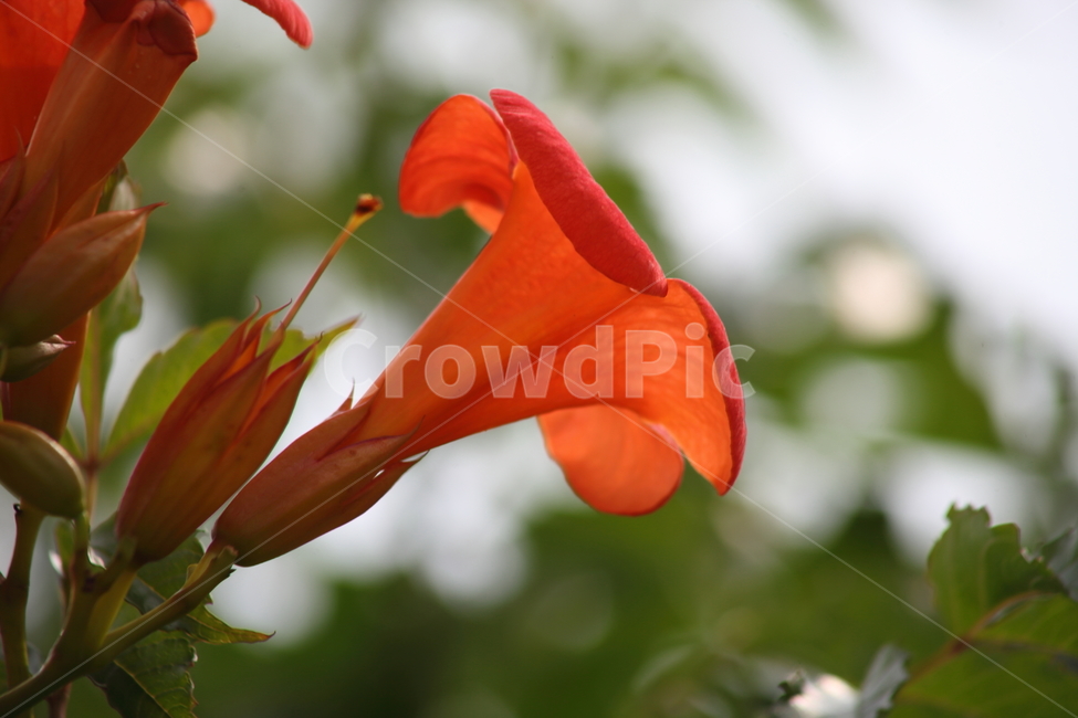 plant,식물,flower,꽃,능소화,식물,자연,plants,nature,꽃,flower