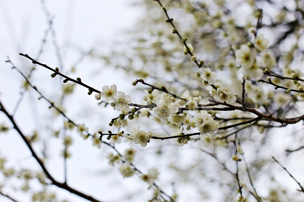 매화마을,매화꽃,매화축제,매화,꽃,flower,봄,계절,spring,season,식물,자연,plants,nature,꽃,flower,plant