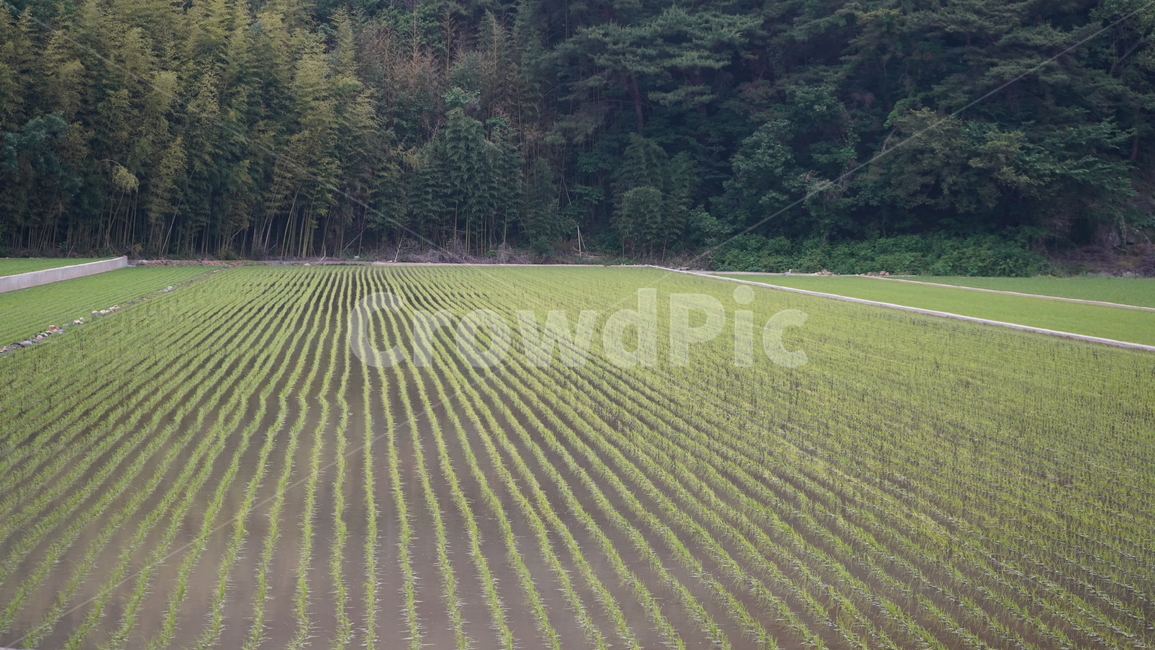 모내기,outdoors,옥외,grassland,목초지,nature,자연,land,땅,field,들,산업,industry,industrial,농업,농사,agriculture,farming,farming industry