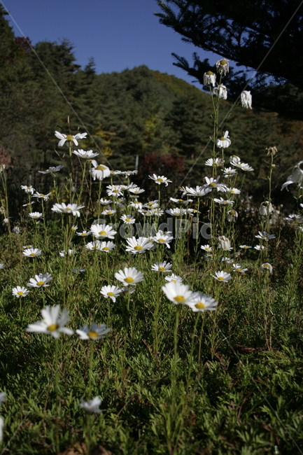 구절초,flower,식물,plant,가을,꽃