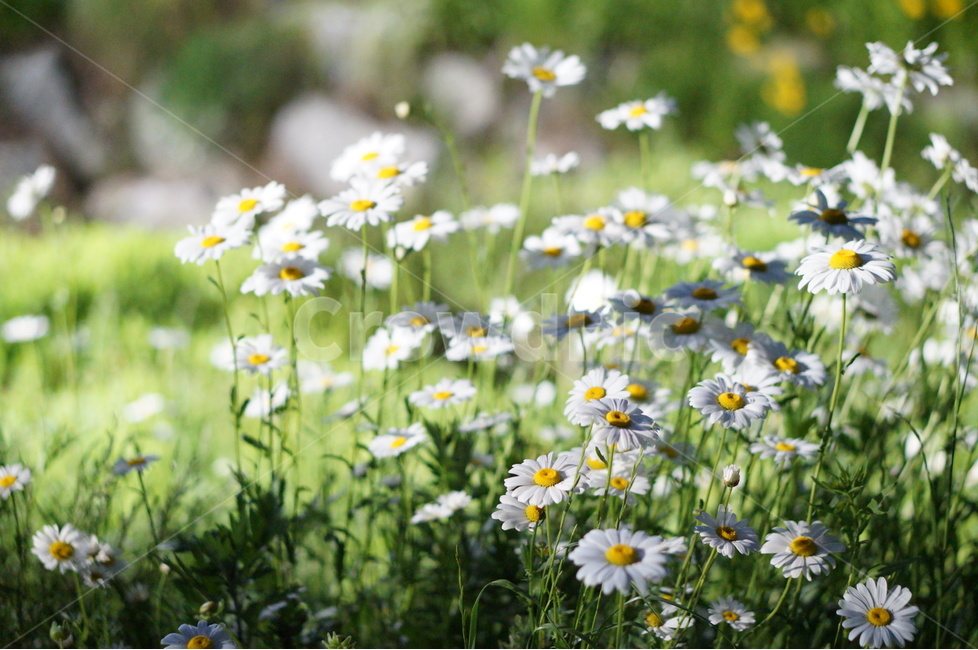 마가렛꽃,봄,흰색,풍경,꽃,빛,식물,자연,plants,nature,꽃,flower