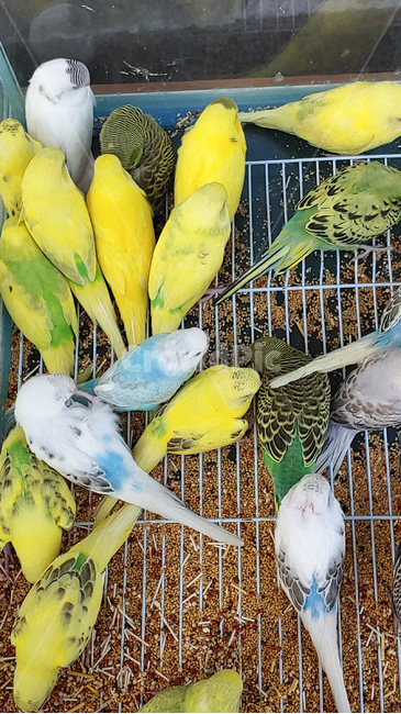 새,애완조,잉꼬,동물,bird,animal,애완용,조류,취미,hobby,애완동물,작은새,관상용,관상조,앵무새,동물,animal,조류,새,birds