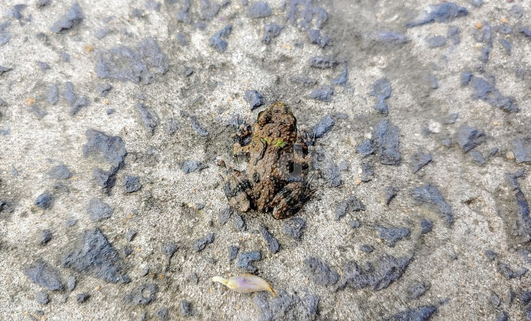 개구리,frog,babyfrog,nature,새끼개구리,작은개구리,leafandfrog