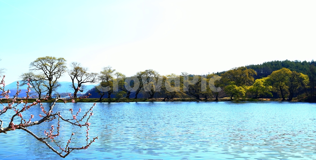 복사꽃,왕버들,물,반곡지,꽃,저수지,반곡리,자연,풍경,nature,landscape,water,outdoors,옥외,lake,호수,land,땅