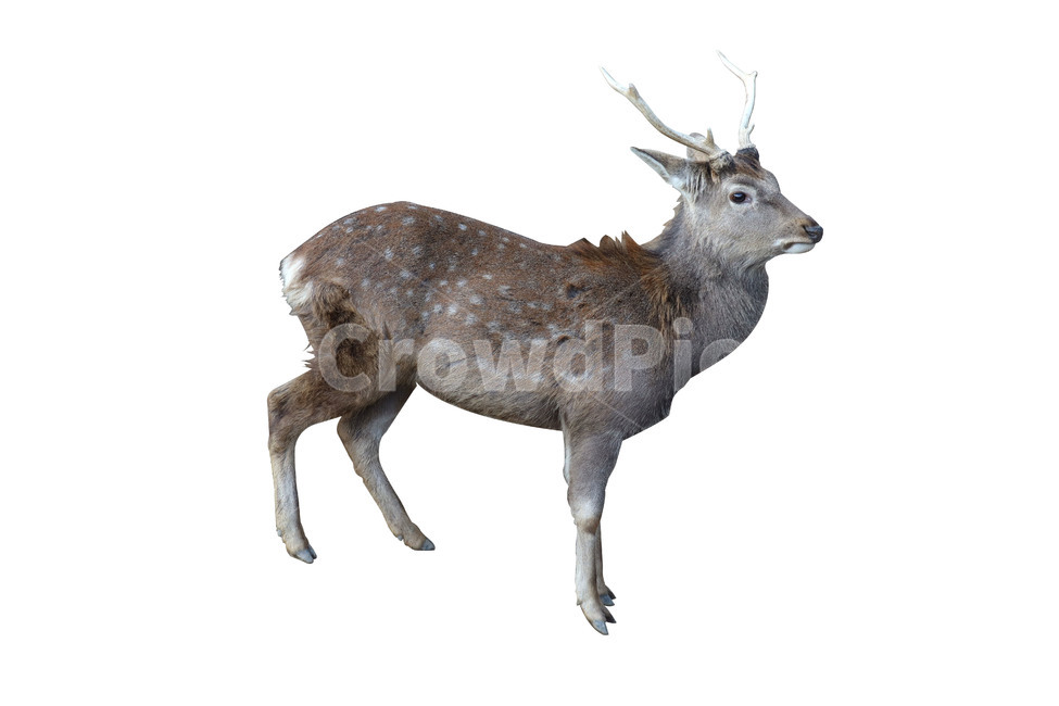 숫사슴,꽃사슴,사슴,사슴이미지,숫사슴이미지,뿔,동물,포유류,갈색,animal,mammal,horn,stag,buck,동물,animal,포유류,mammal,누끼,remove background