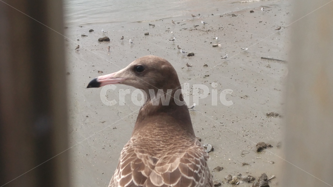 갈매기,바닷가,바다,새,bird,coast,seagull