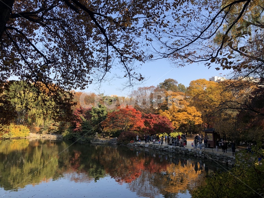 창경궁,가을,단풍,감성,단풍나무,식물,연못,한늘,경치,풍경