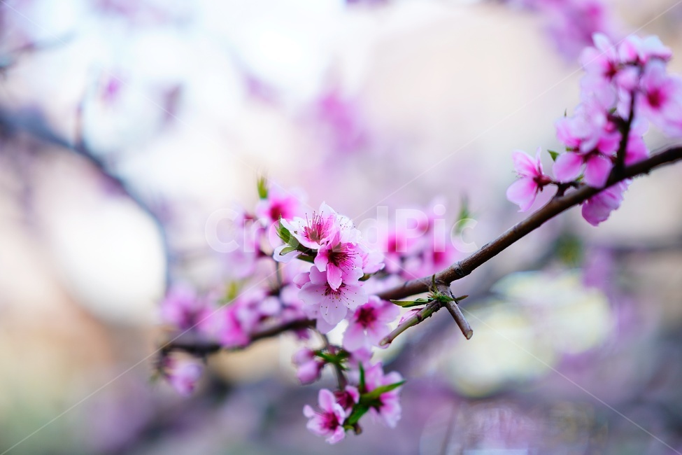 꽃,나무,벚꽃,flower,식물,blossom