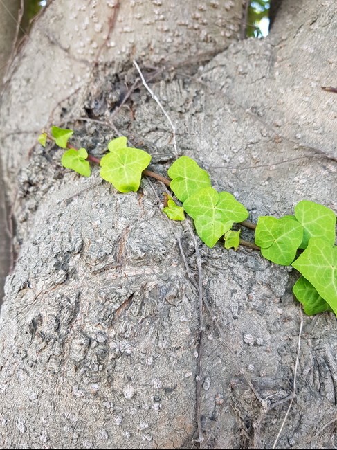 담쟁이,고목,초록,연두,여름,식물,자연,plants,nature