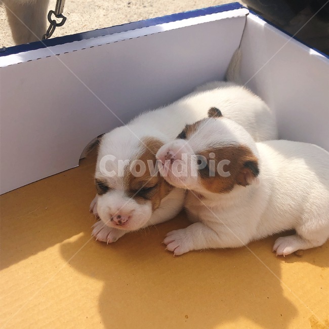 강아지,새끼강아지,갈색,개,시골