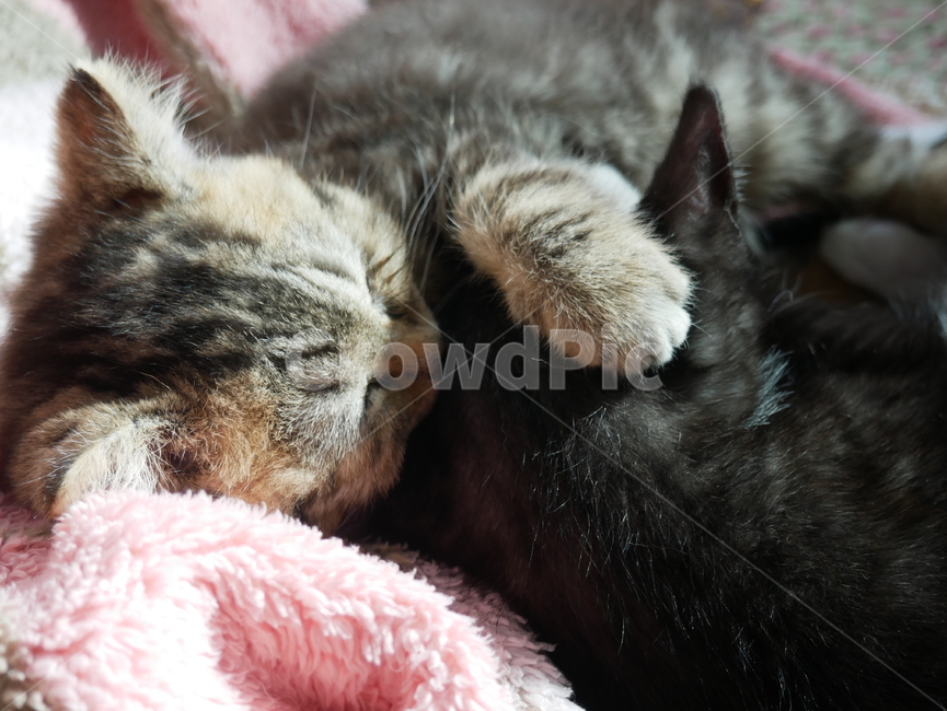 고양이,개냥이,아기고양이,아기냥이,동물,동물,animal,포유류,mammal,고양이,cat,kitten,kitty