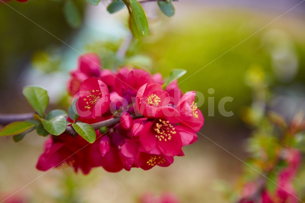 누끼,봄,꽃,명자,향기,색,붉은색,화려함,식물,자연,plants,nature,꽃,flower