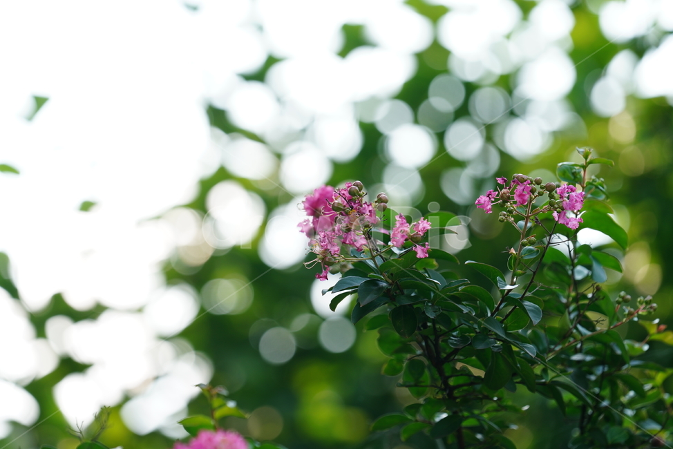 꽃,플라워,생물,생명,핑크,분홍,색감,컬러,식물,blossom,flower,plant,식물,자연,plants,nature,꽃,flower