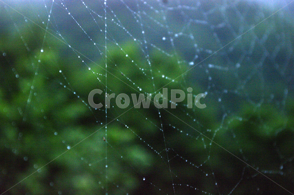 line,거미줄,물방울,비,빗방울,자연,풍경,nature,landscape,비,비오는날,rain,rainy