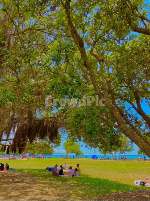 grass,plant,식물,잔디,park,공원,옥외,tree,나무,뉴질랜드,오클랜드