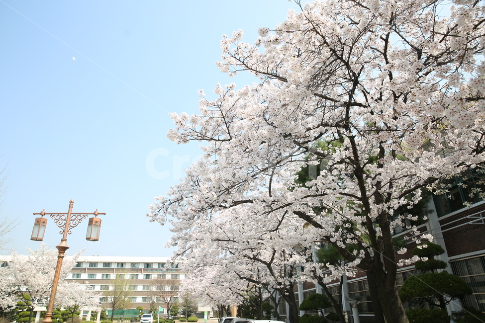 벚꽃,학교벚꽃,꽃,봄,풍경,봄,계절,spring,season,식물,자연,plants,nature,꽃,flower,plant,blossom