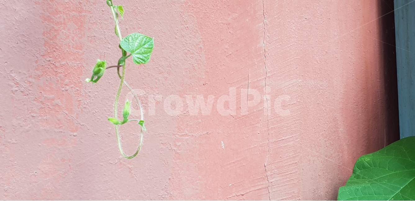 어린잎,green,natural,연두,식물,새순,나팔꽃줄기,배경,배경이미지,배경화면,색감,바탕,텍스쳐,질감,패턴,이미지,식물,자연,plants,nature
