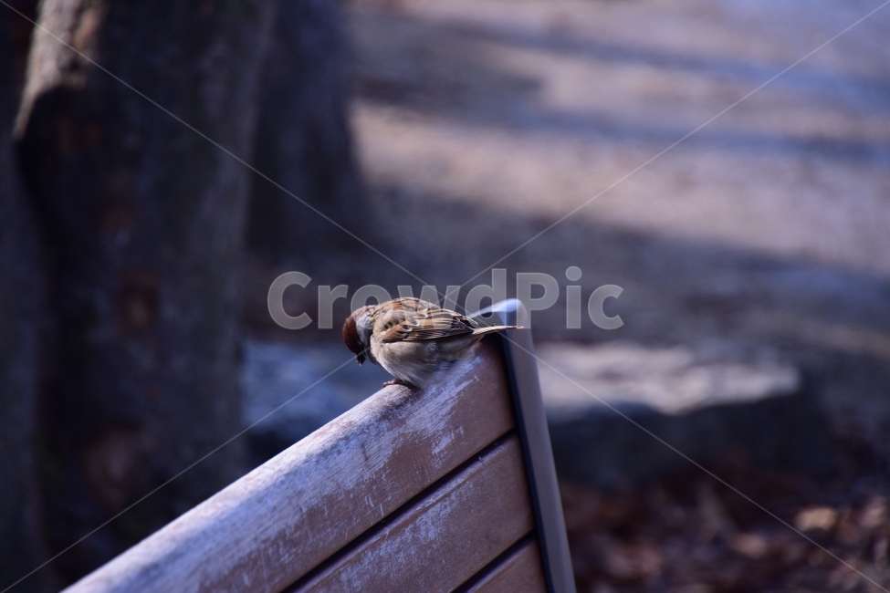 animal,sparrow,bench,tree,winter,park,참새,벤치,동물,나무,겨울,공원,조류,bird,동물,animal,조류,새,birds