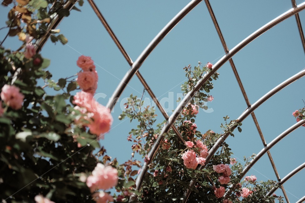 장미,정원,꽃,나무,꽃밭,봄,식물,자연,plants,nature,꽃,flower
