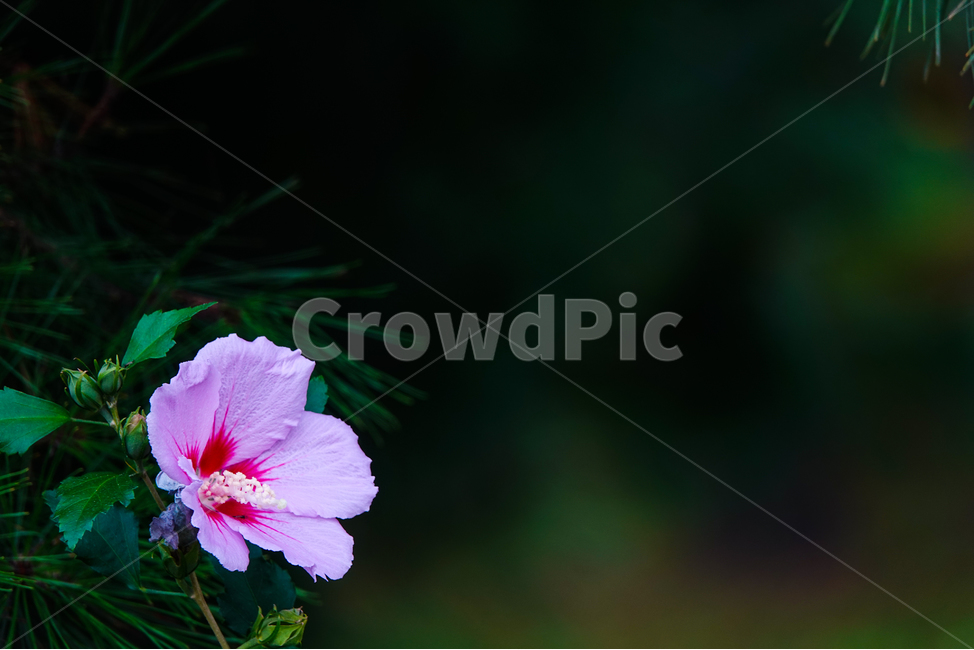 plant,식물,꽃,flower,무궁화,식물,자연,plants,nature,꽃,flower