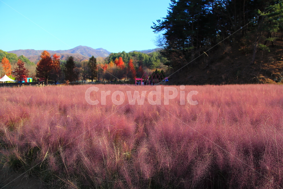 가을,만추,들판,핑크,핑크뮬리,가을,계절,fall,autumn,season,nature,자연,grassland,목초지,outdoors,옥외,field,들