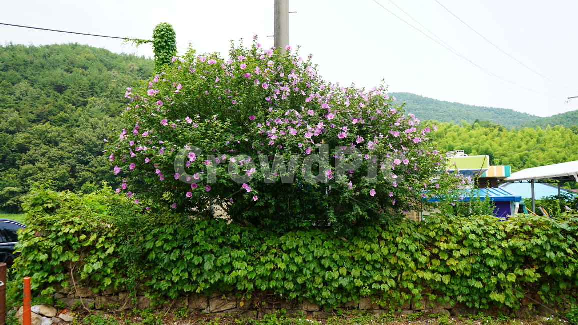 무궁화,나무,무궁화꽃,시골,벽,식물