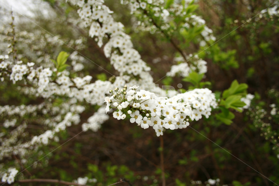 조팝꽃,봄,봄날,감성,spring,flower,풍경,식물,초록,꽃,하얀,흰색,white,봄,계절,spring,season,식물,자연,plants,nature,꽃,flower,plant,blossom