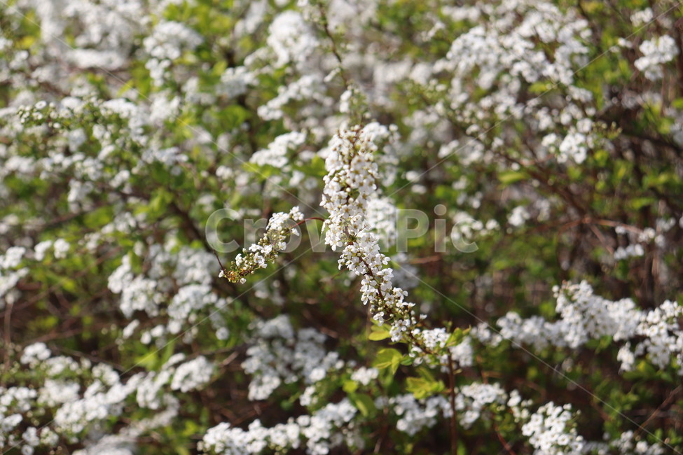 plant,blossom,cherryblossom,식물,벚꽃,flower,꽃