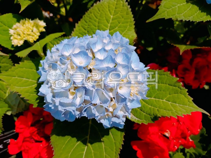 spring,spring flowers,petal,blue hydrangea,nature,hydrangea,flower